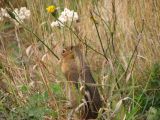 Day 3 - Chipmunk enjoying afternoon snack Day 3 - Chipmunk enjoying afternoon snack